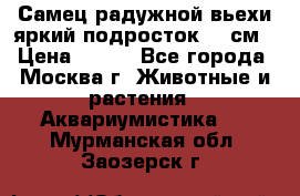 Самец радужной вьехи яркий подросток 15 см › Цена ­ 350 - Все города, Москва г. Животные и растения » Аквариумистика   . Мурманская обл.,Заозерск г.